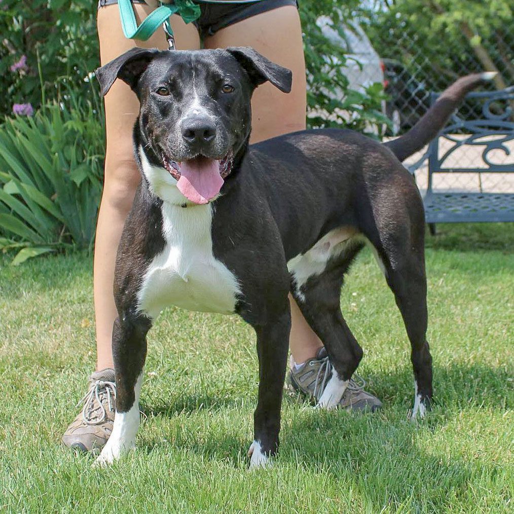 Chevy, an adoptable American Staffordshire Terrier, Boxer in Huntley, IL, 60142 | Photo Image 2