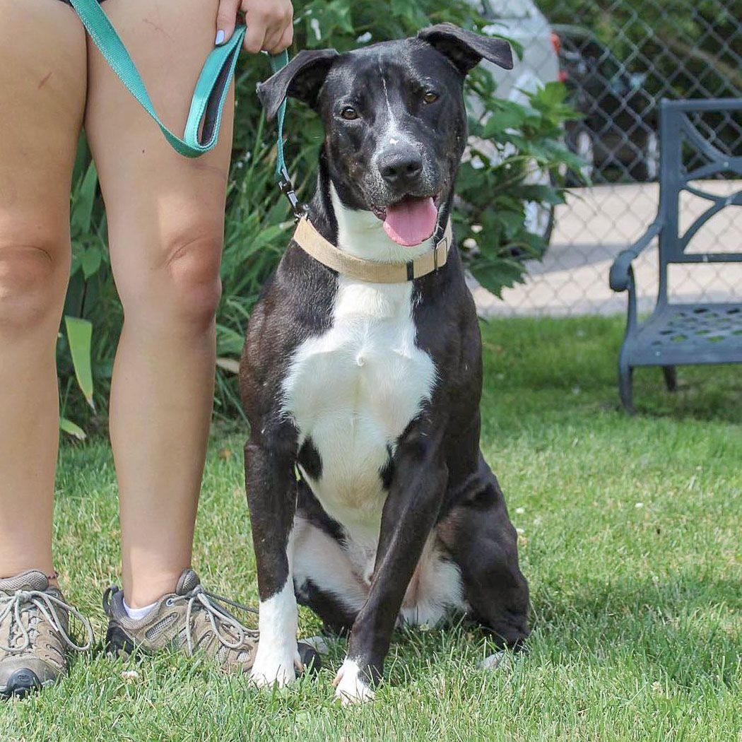 Chevy, an adoptable American Staffordshire Terrier, Boxer in Huntley, IL, 60142 | Photo Image 3