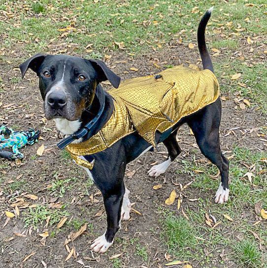 Chevy, an adoptable American Staffordshire Terrier, Boxer in Huntley, IL, 60142 | Photo Image 4