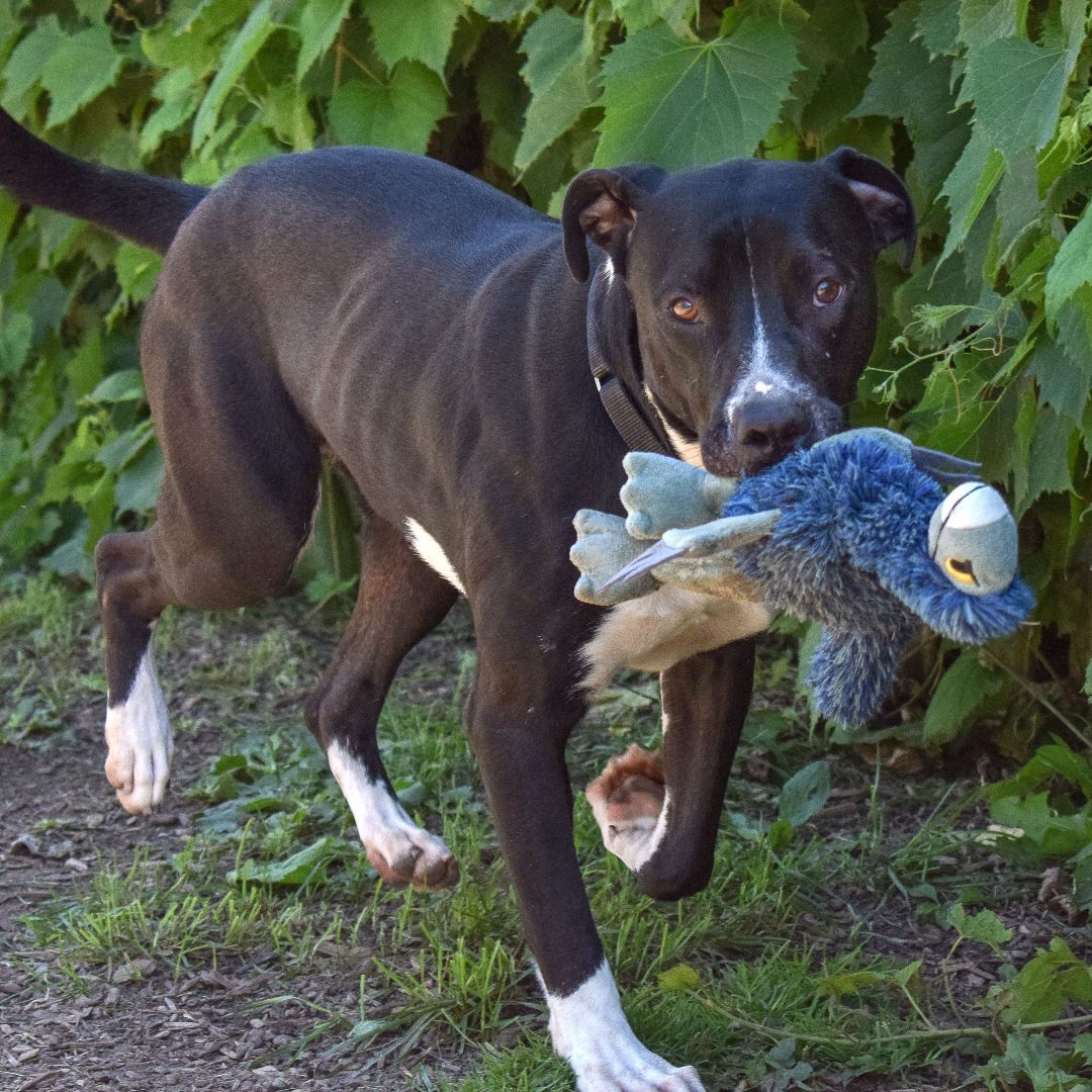 Chevy, an adoptable American Staffordshire Terrier, Boxer in Huntley, IL, 60142 | Photo Image 5