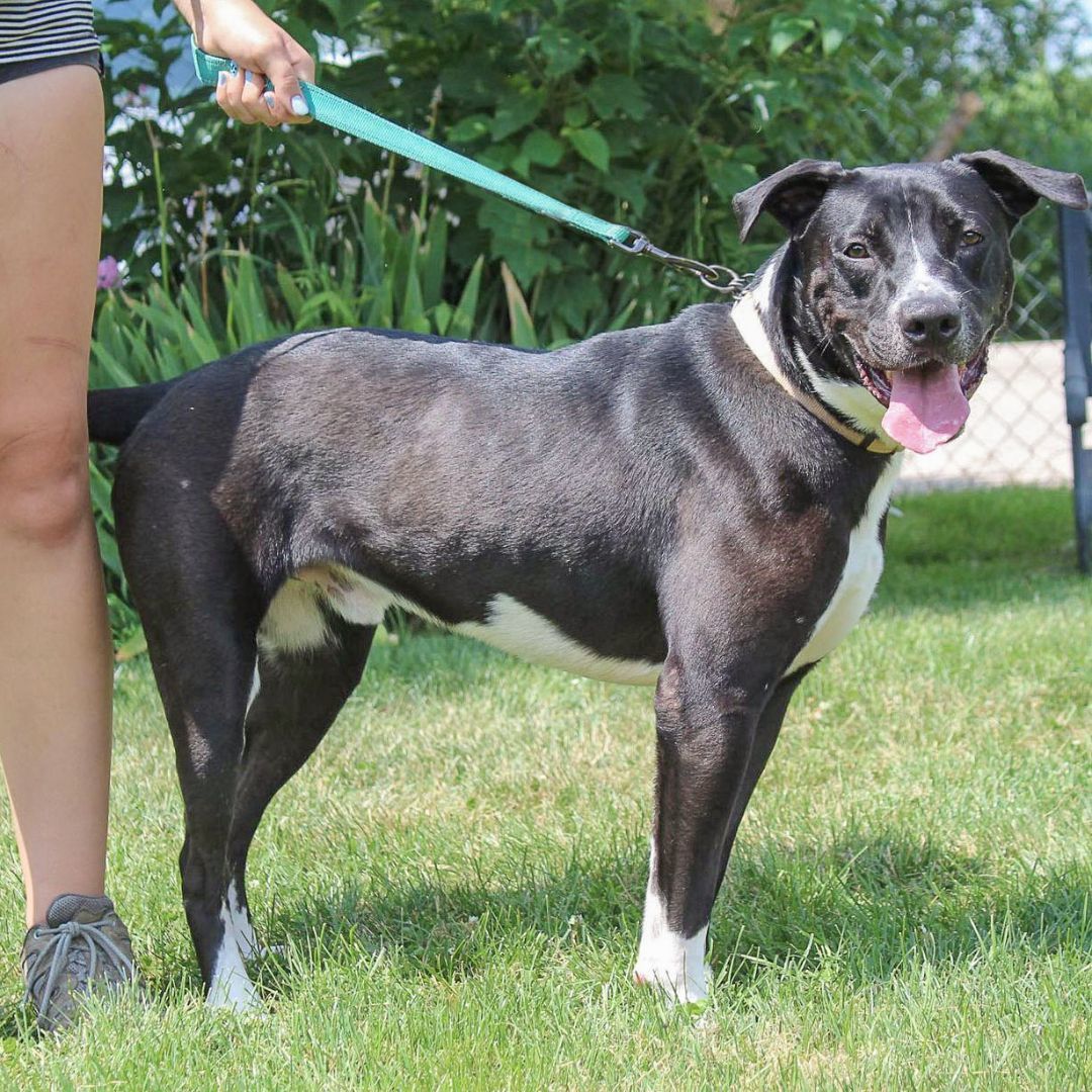 Chevy, an adoptable American Staffordshire Terrier, Boxer in Huntley, IL, 60142 | Photo Image 6