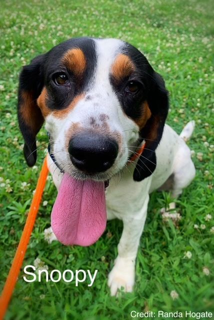 Dog For Adoption Snoopy A Beagle Mix In Carneys Point Nj Petfinder