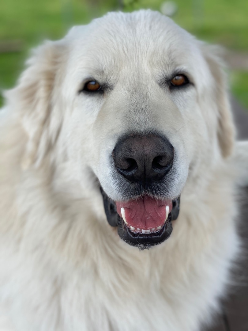 Buckeye, an adoptable Maremma Sheepdog in Pacific, MO, 63069 | Photo Image 2