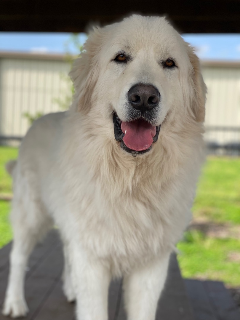 Buckeye, an adoptable Maremma Sheepdog in Pacific, MO, 63069 | Photo Image 3