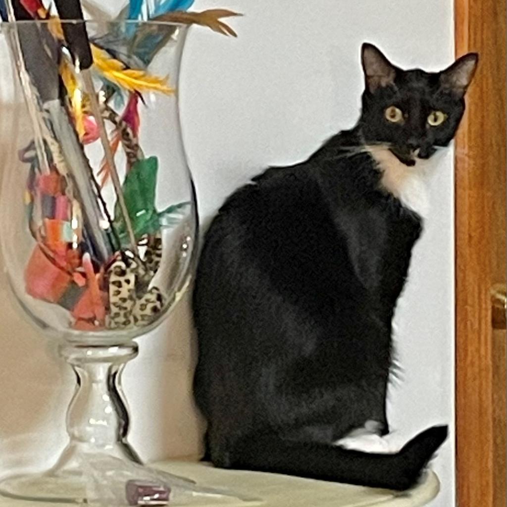 Geneva, an adoptable Domestic Short Hair in Cumming, GA, 30040 | Photo Image 1