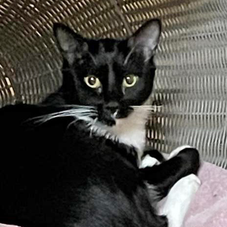 Geneva, an adoptable Domestic Short Hair in Cumming, GA, 30040 | Photo Image 1
