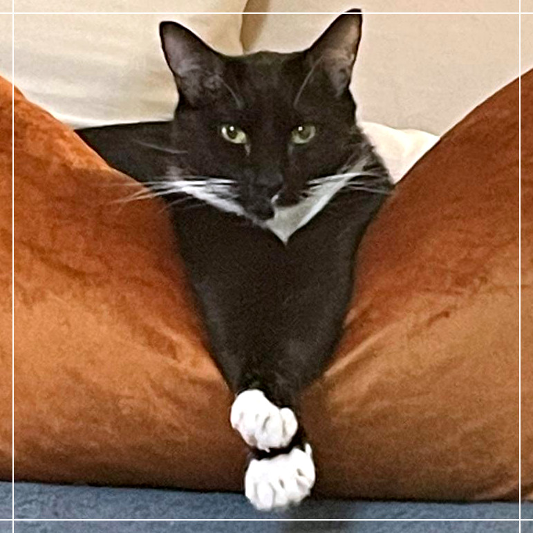 Geneva, an adoptable Domestic Short Hair in Cumming, GA, 30040 | Photo Image 1