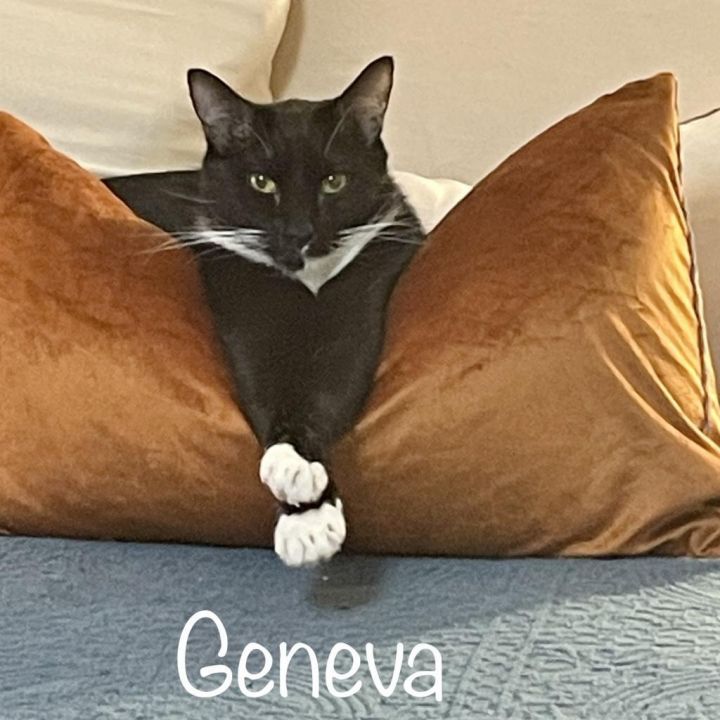 Geneva 2