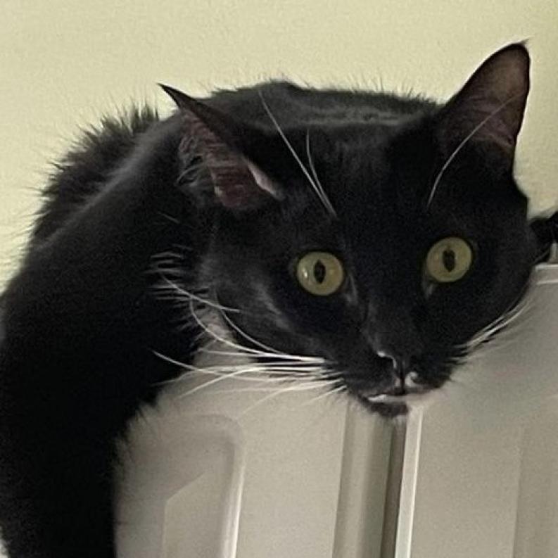 Geneva, an adoptable Domestic Short Hair in Cumming, GA, 30040 | Photo Image 2