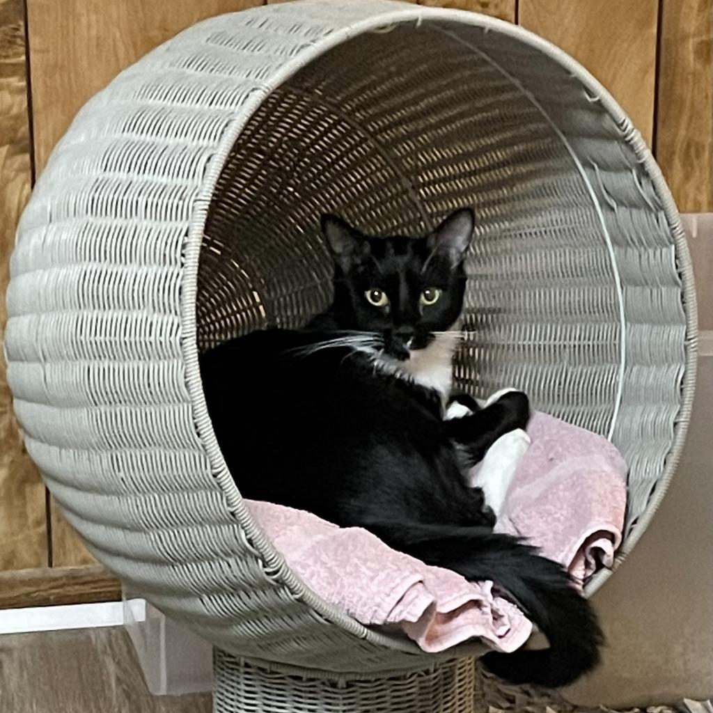 Geneva, an adoptable Domestic Short Hair in Cumming, GA, 30040 | Photo Image 3