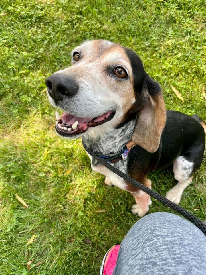 Roscoe, an adoptable Beagle Mix in Lake Odessa, MI_image-1