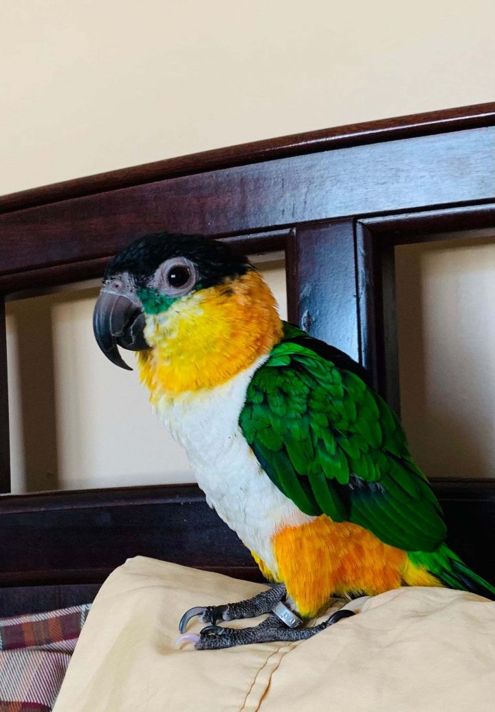 Oscar, an adopted Caique in North Babylon, NY_image-1