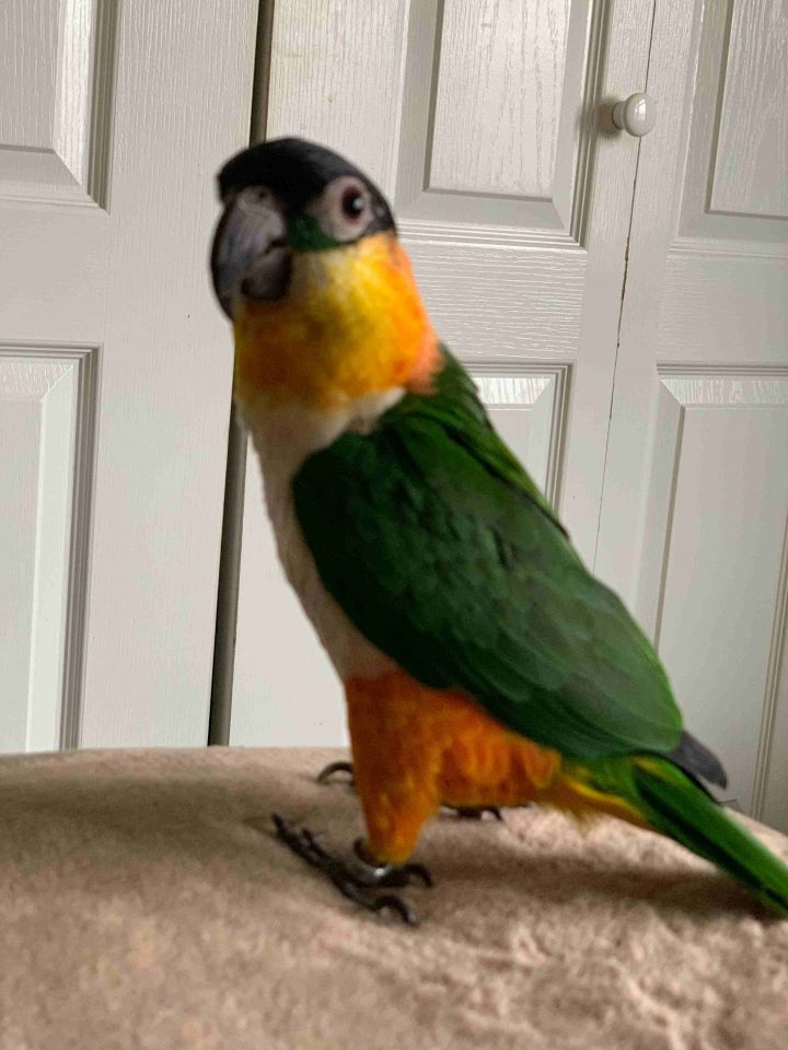 Oscar, an adopted Caique in North Babylon, NY_image-2