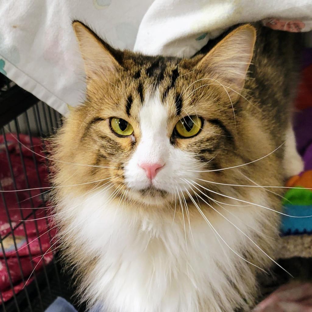 Kirk, an adoptable Domestic Medium Hair in Sheridan, WY, 82801 | Photo Image 1