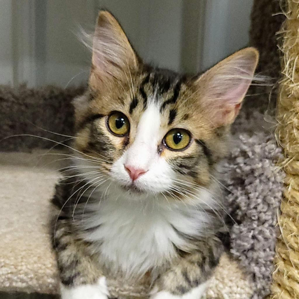 Kirk, an adoptable Domestic Medium Hair in Sheridan, WY, 82801 | Photo Image 2