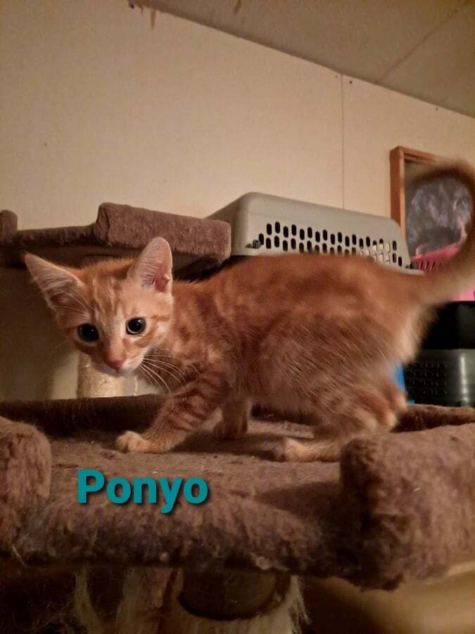 Ponyo, an adopted Domestic Short Hair Mix in Toast, NC_image-1