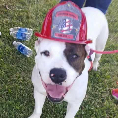 Trixie, an adoptable American Bulldog in Wichita, KS, 67278 | Photo Image 2