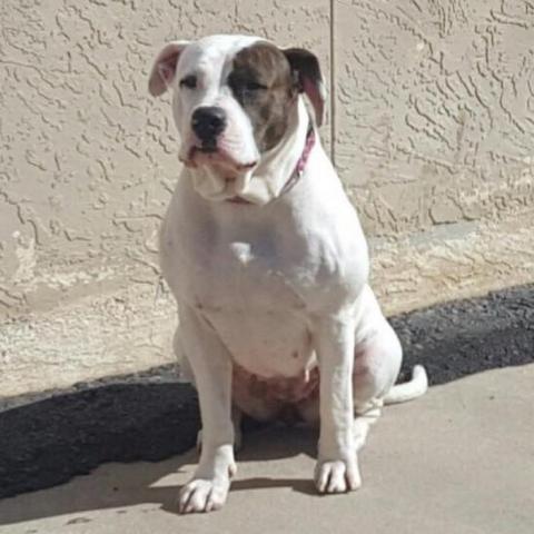 Trixie, an adoptable American Bulldog in Wichita, KS, 67278 | Photo Image 3
