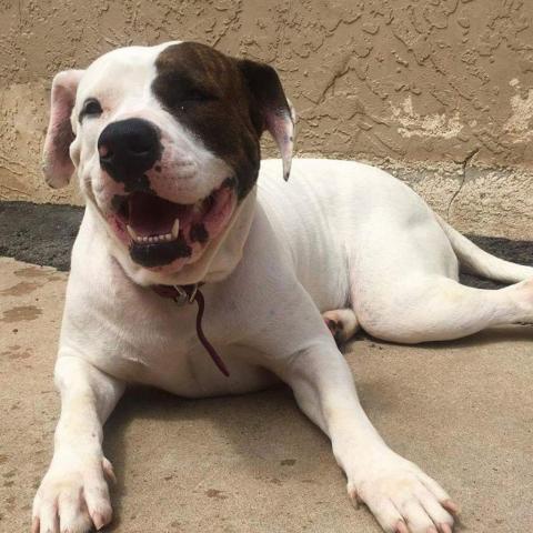 Trixie, an adoptable American Bulldog in Wichita, KS, 67278 | Photo Image 4