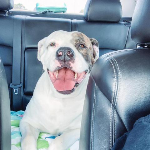 Trixie, an adoptable American Bulldog in Wichita, KS, 67278 | Photo Image 6