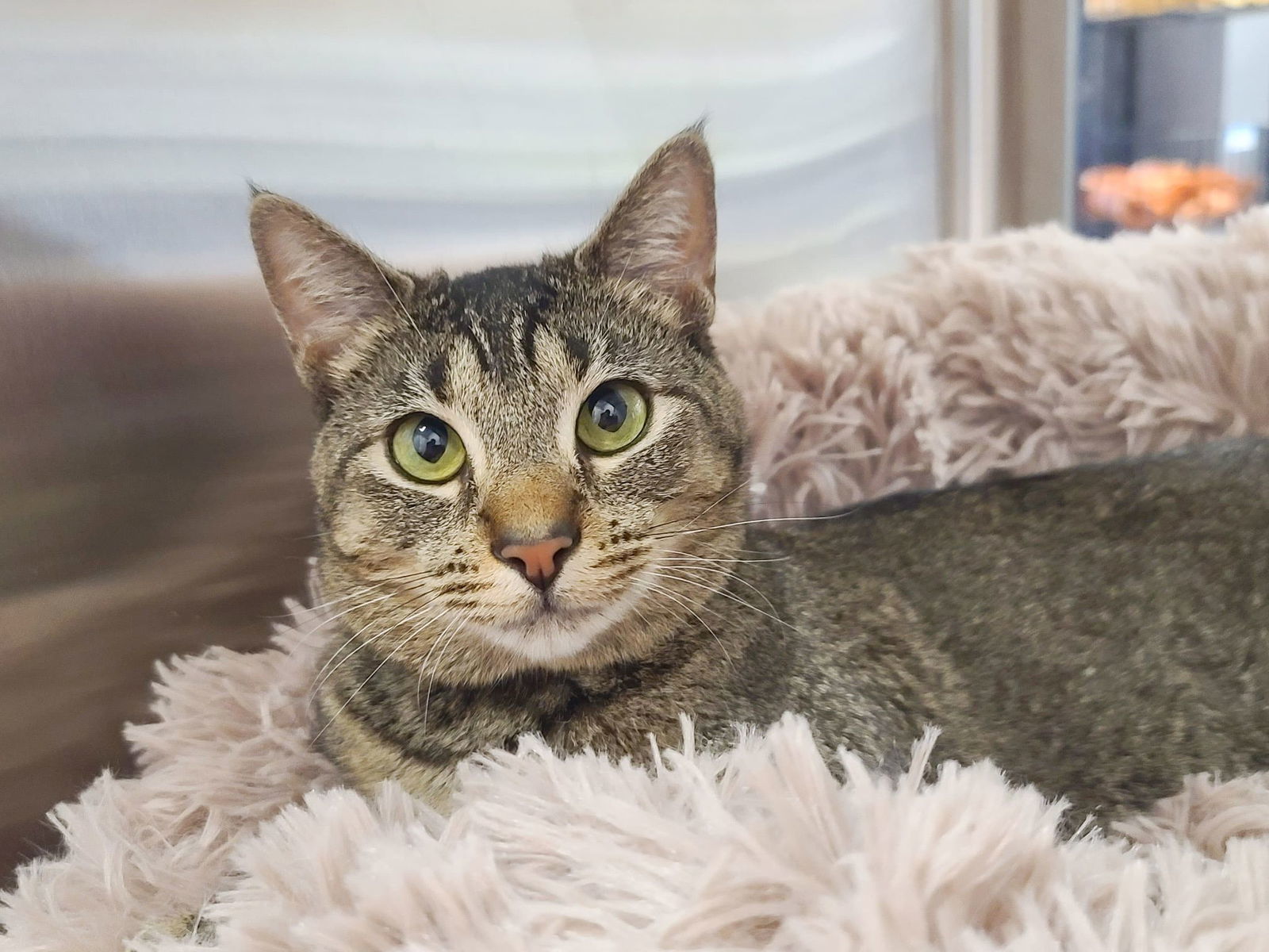 Fiona, an adoptable Abyssinian, Tabby in Locust Grove, GA, 30248 | Photo Image 1