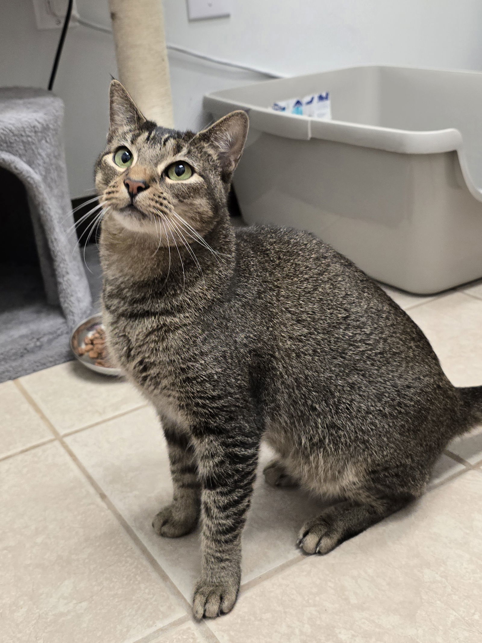Fiona, an adoptable Abyssinian, Tabby in Locust Grove, GA, 30248 | Photo Image 1