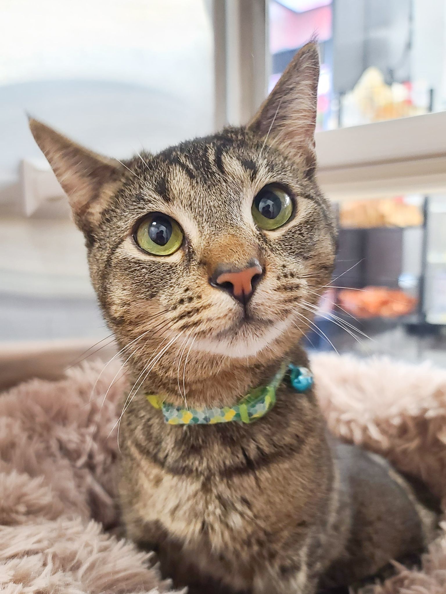 Fiona, an adoptable Abyssinian, Tabby in Locust Grove, GA, 30248 | Photo Image 2