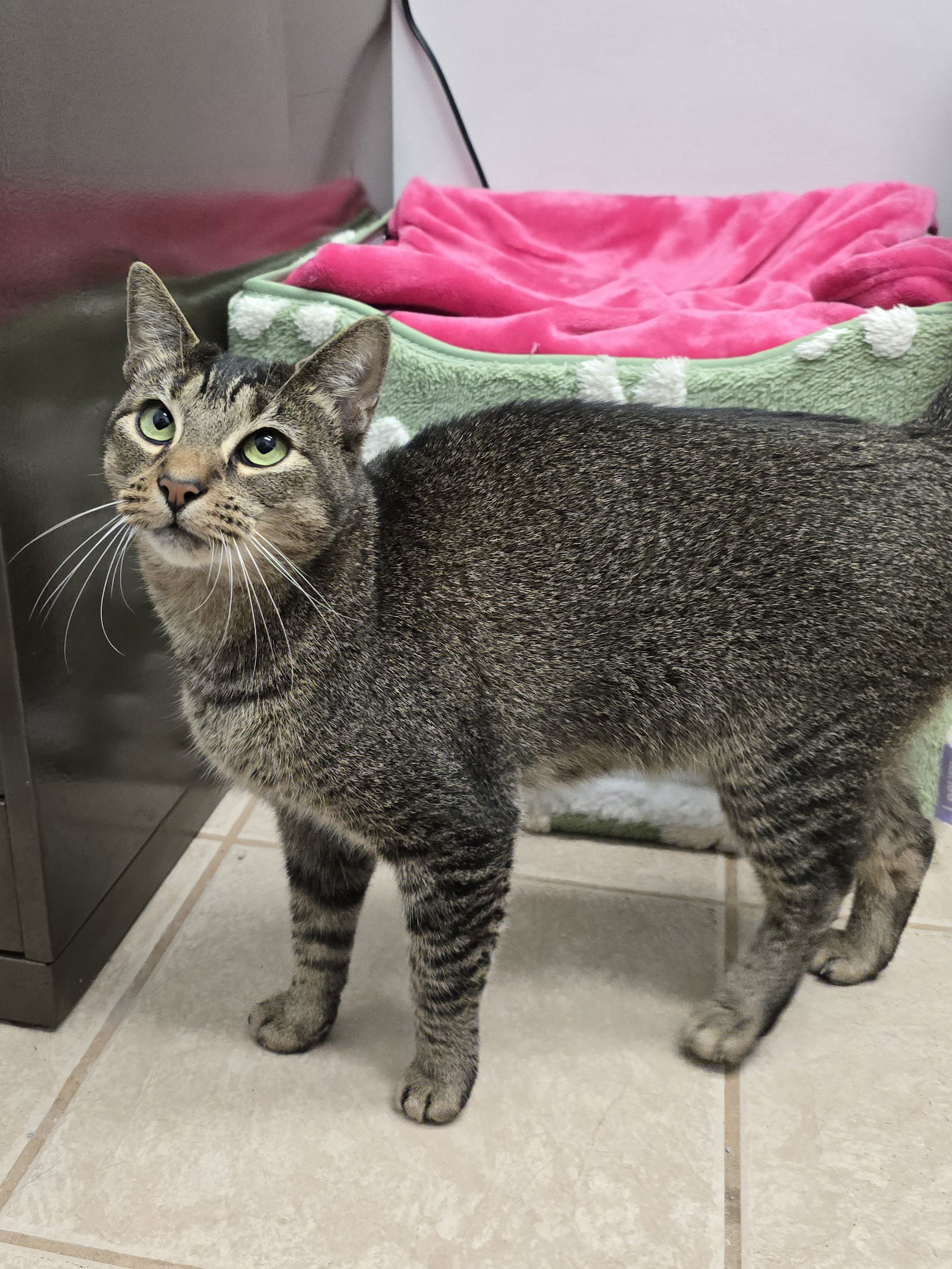 Fiona, an adoptable Abyssinian, Tabby in Locust Grove, GA, 30248 | Photo Image 2