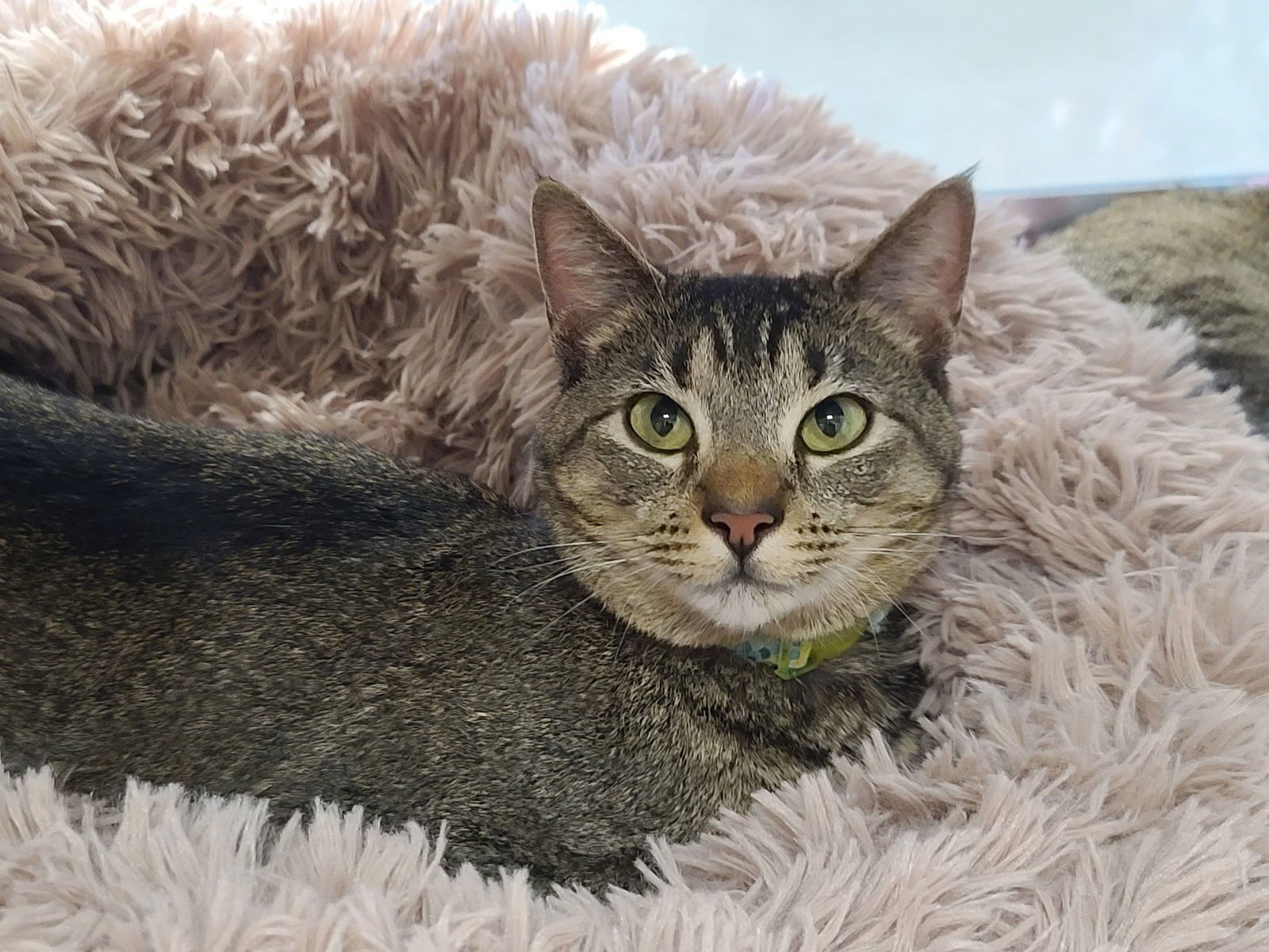 Fiona, an adoptable Abyssinian, Tabby in Locust Grove, GA, 30248 | Photo Image 3