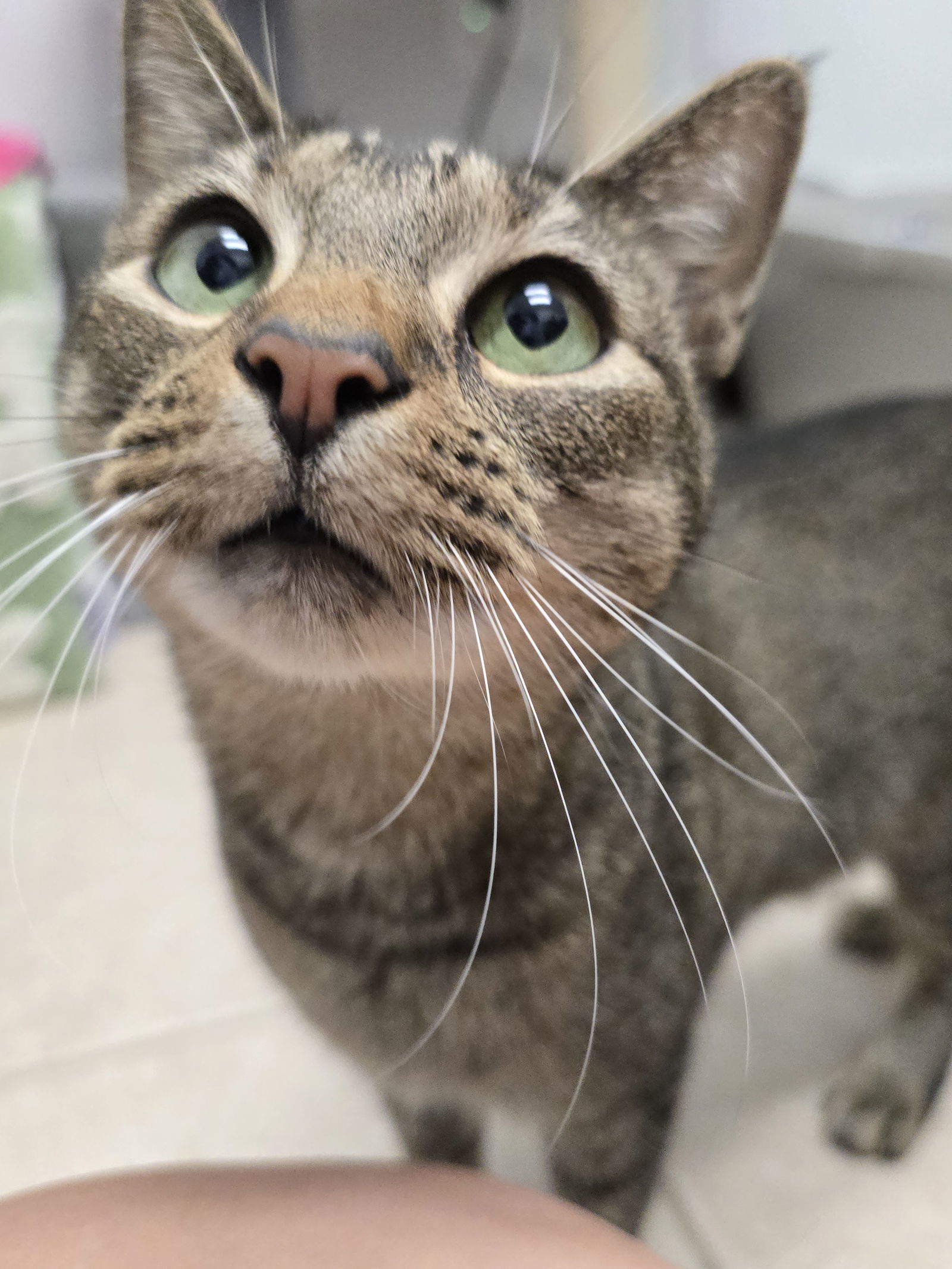 Fiona, an adoptable Abyssinian, Tabby in Locust Grove, GA, 30248 | Photo Image 3
