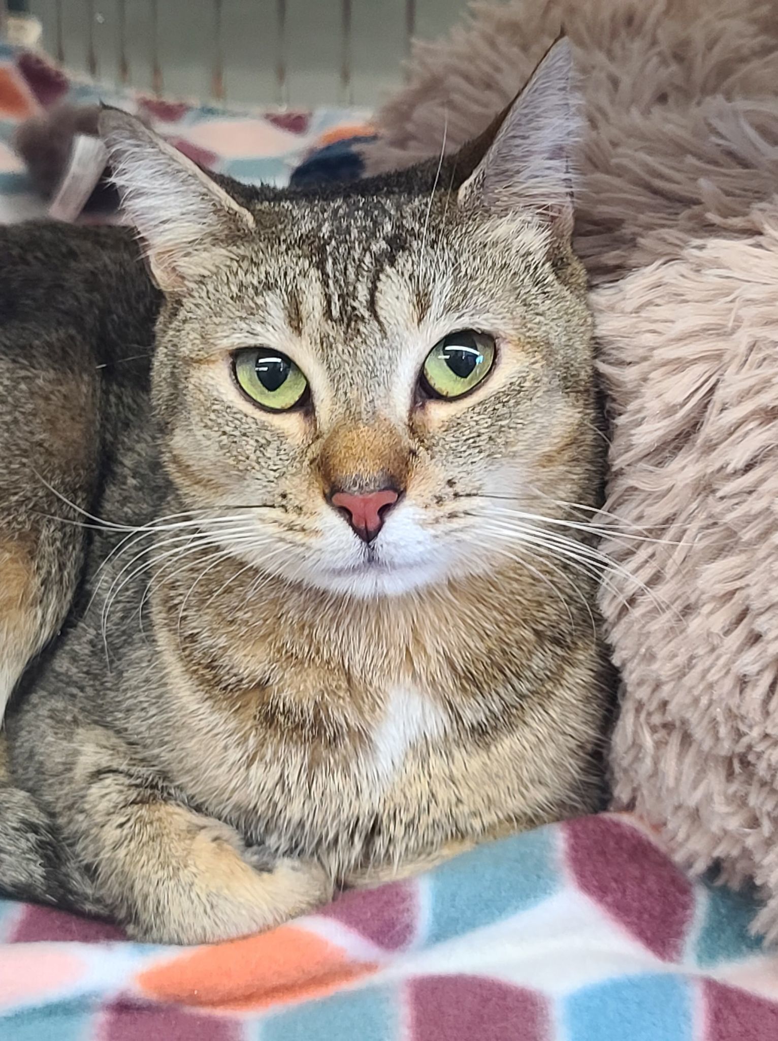 Hazel Mae, an adoptable Abyssinian, Tabby in Locust Grove, GA, 30248 | Photo Image 1