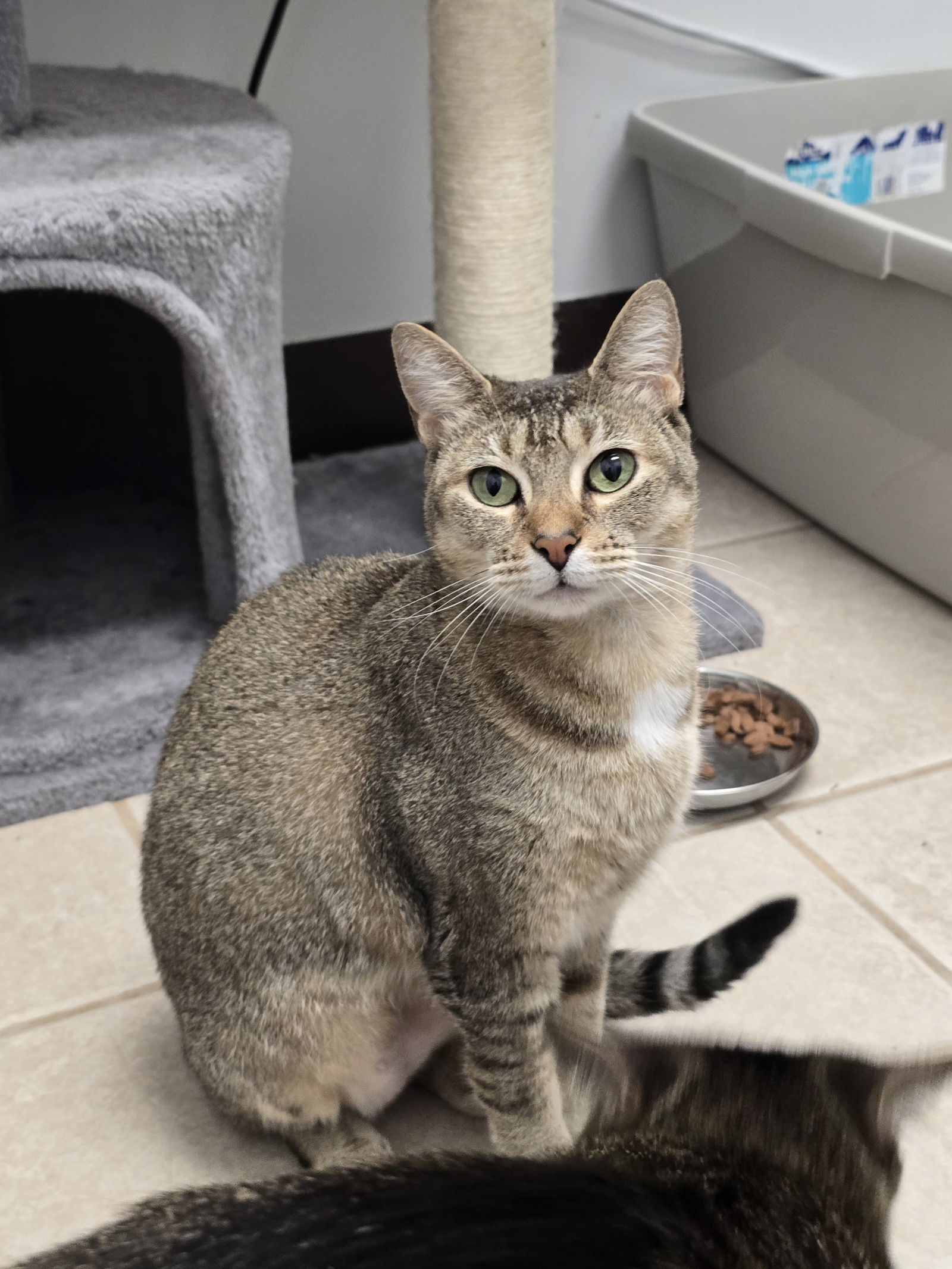 Hazel Mae, an adoptable Abyssinian, Tabby in Locust Grove, GA, 30248 | Photo Image 1