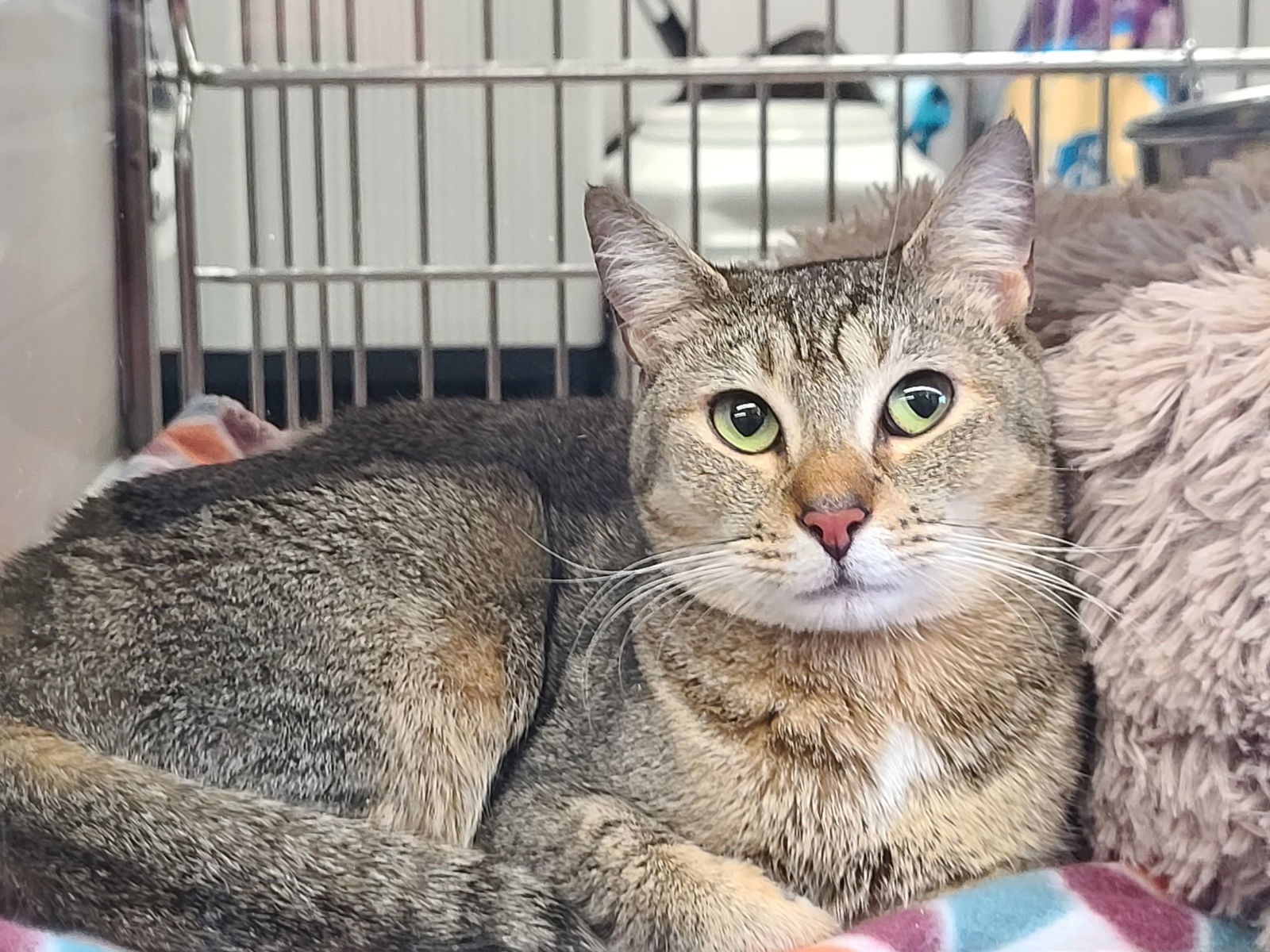 Hazel Mae, an adoptable Abyssinian, Tabby in Locust Grove, GA, 30248 | Photo Image 2