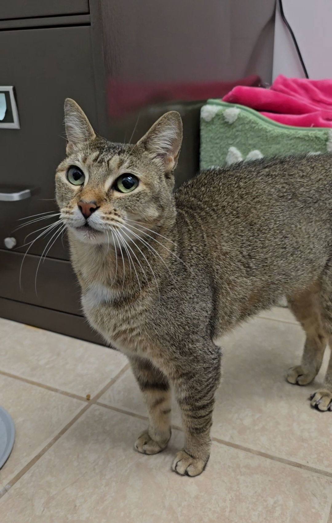 Hazel Mae, an adoptable Abyssinian, Tabby in Locust Grove, GA, 30248 | Photo Image 2