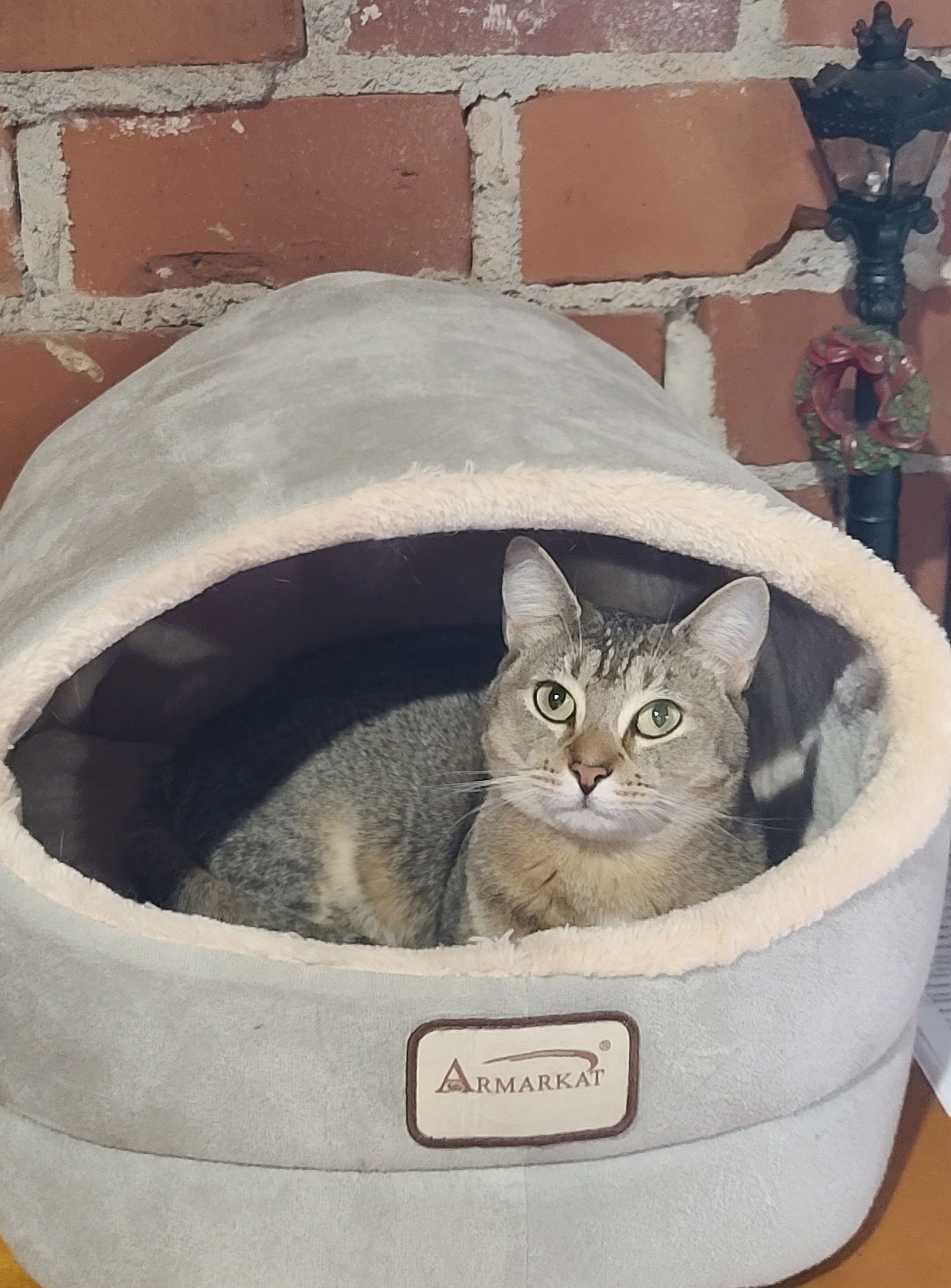 Hazel Mae, an adoptable Abyssinian, Tabby in Locust Grove, GA, 30248 | Photo Image 3