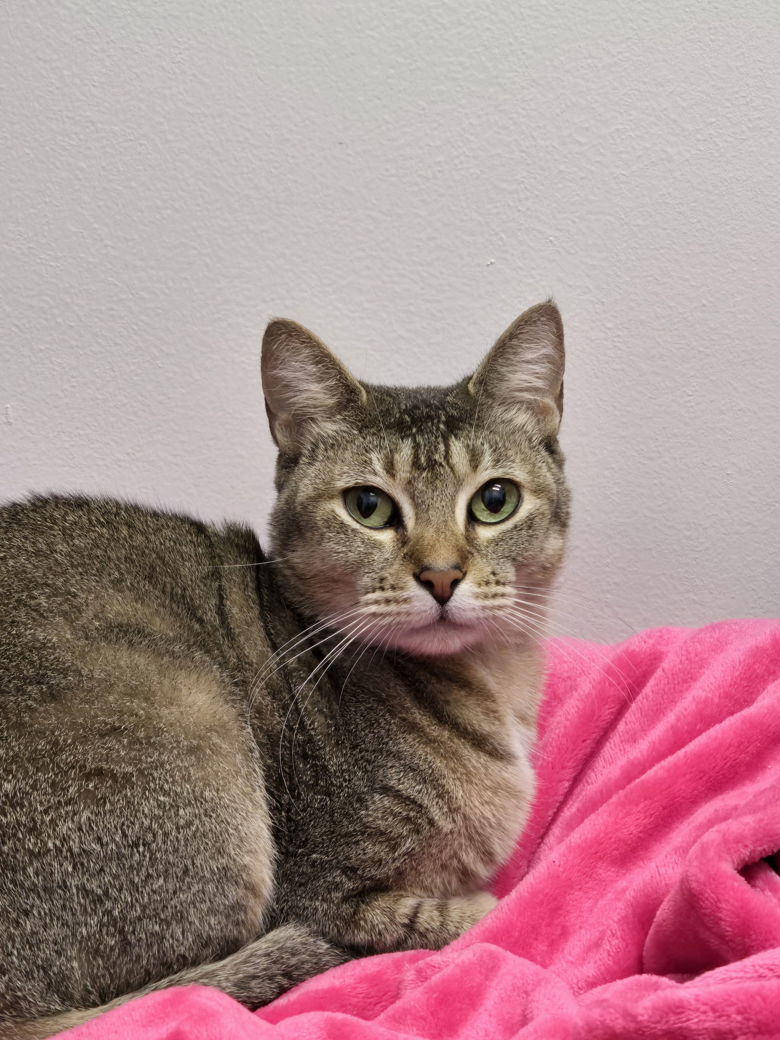 Hazel Mae, an adoptable Abyssinian, Tabby in Locust Grove, GA, 30248 | Photo Image 3