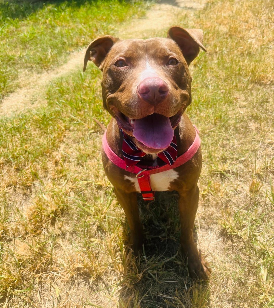 Hope, an adoptable Terrier in Fort Mill, SC, 29715 | Photo Image 1