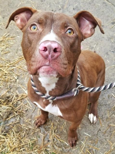 Hope, an adoptable Terrier in Fort Mill, SC, 29715 | Photo Image 2