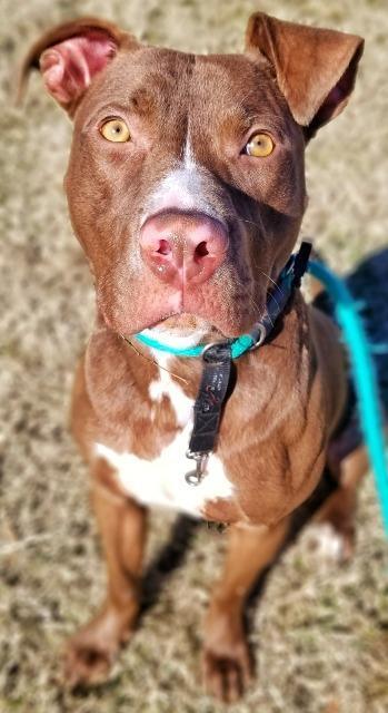 Hope, an adoptable Terrier in Fort Mill, SC, 29715 | Photo Image 3