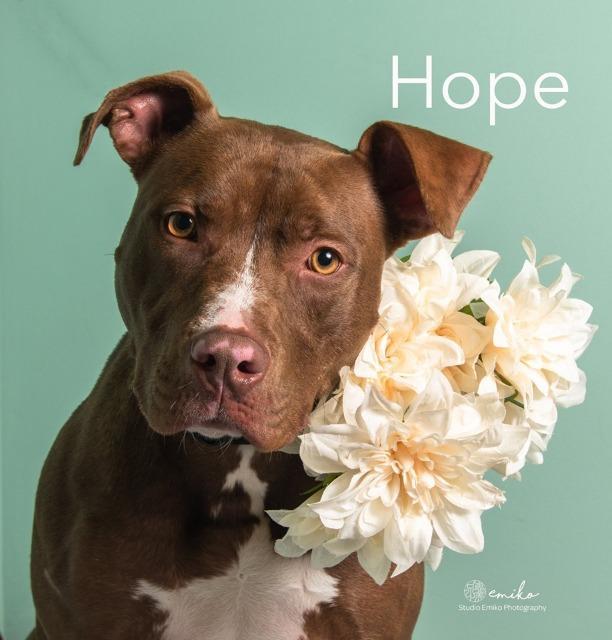 Hope, an adoptable Terrier in Fort Mill, SC, 29715 | Photo Image 4