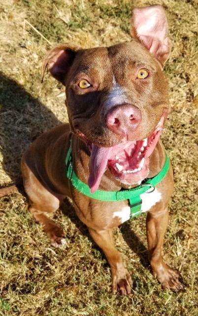 Hope, an adoptable Terrier in Fort Mill, SC, 29715 | Photo Image 5