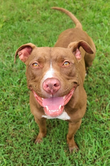 Hope, an adoptable Terrier in Fort Mill, SC, 29715 | Photo Image 6