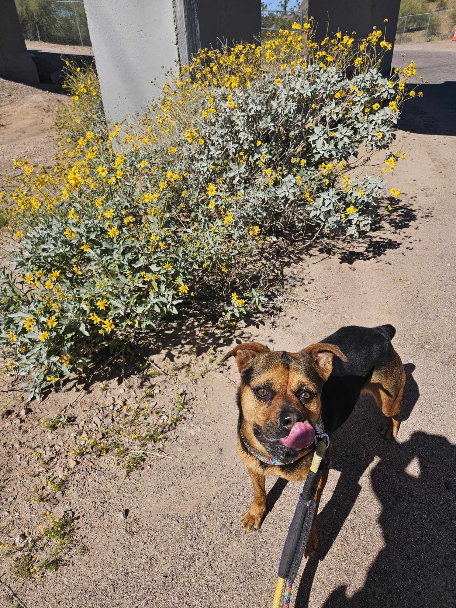 Baby Girl, an adoptable Rottweiler in Phoenix, AZ, 85017 | Photo Image 1
