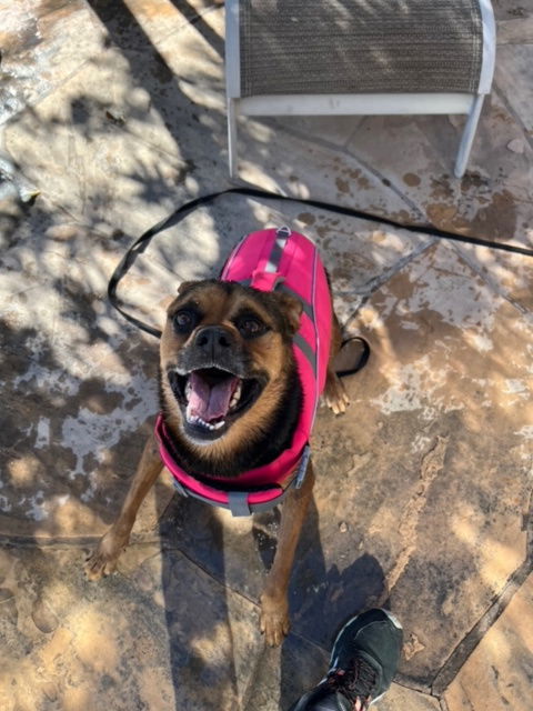 Baby Girl, an adoptable Rottweiler in Phoenix, AZ, 85017 | Photo Image 1