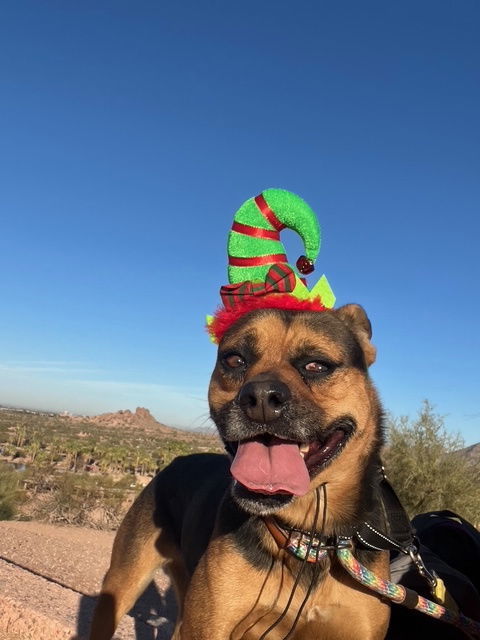 Baby Girl, an adoptable Rottweiler in Phoenix, AZ, 85017 | Photo Image 1