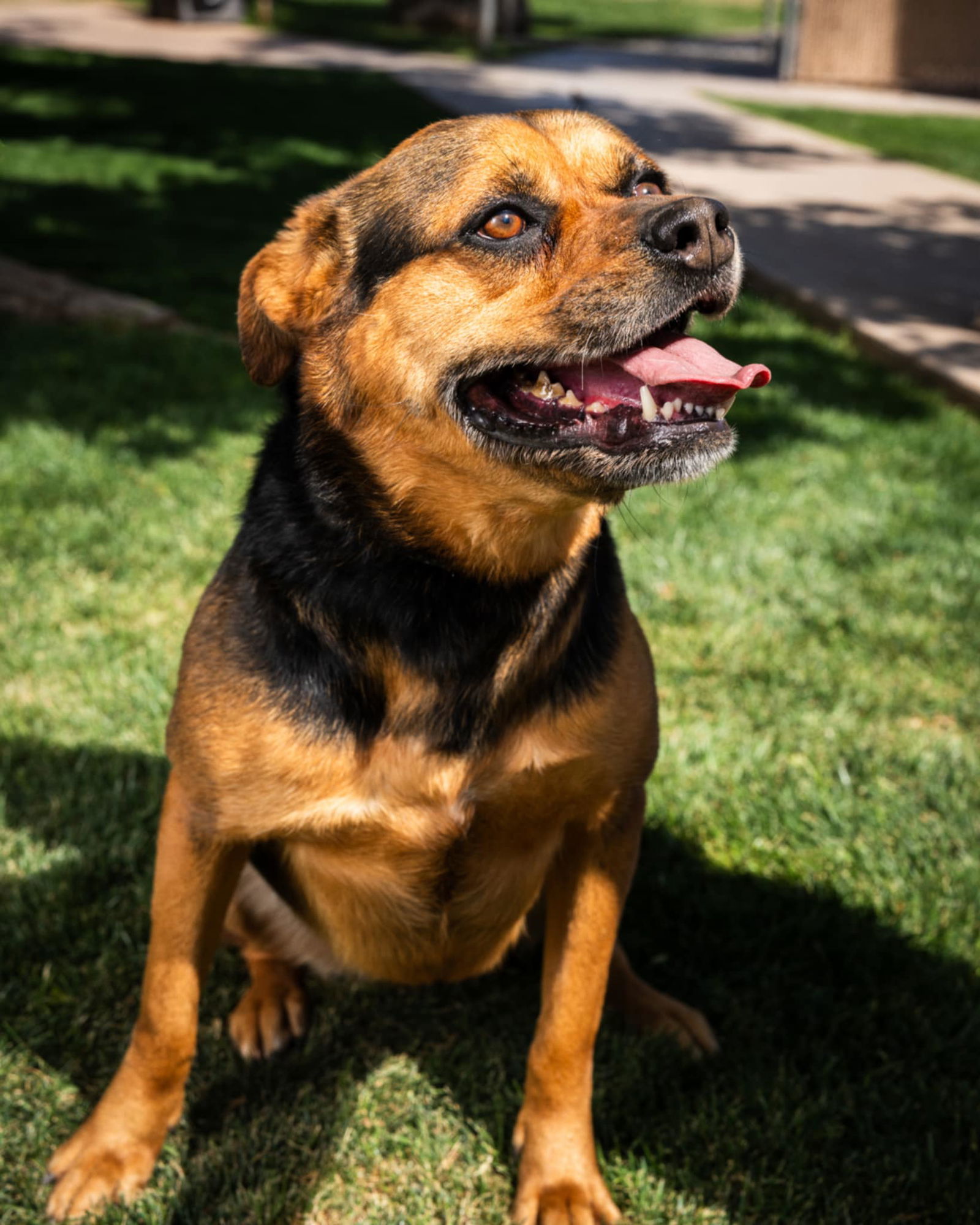 Baby Girl, an adoptable Mixed Breed in Phoenix, AZ, 85017 | Photo Image 1
