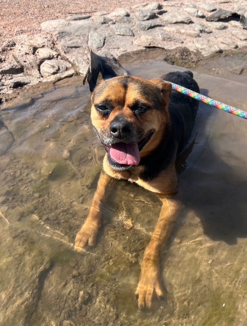 Baby Girl, an adoptable Rottweiler in Phoenix, AZ, 85017 | Photo Image 1
