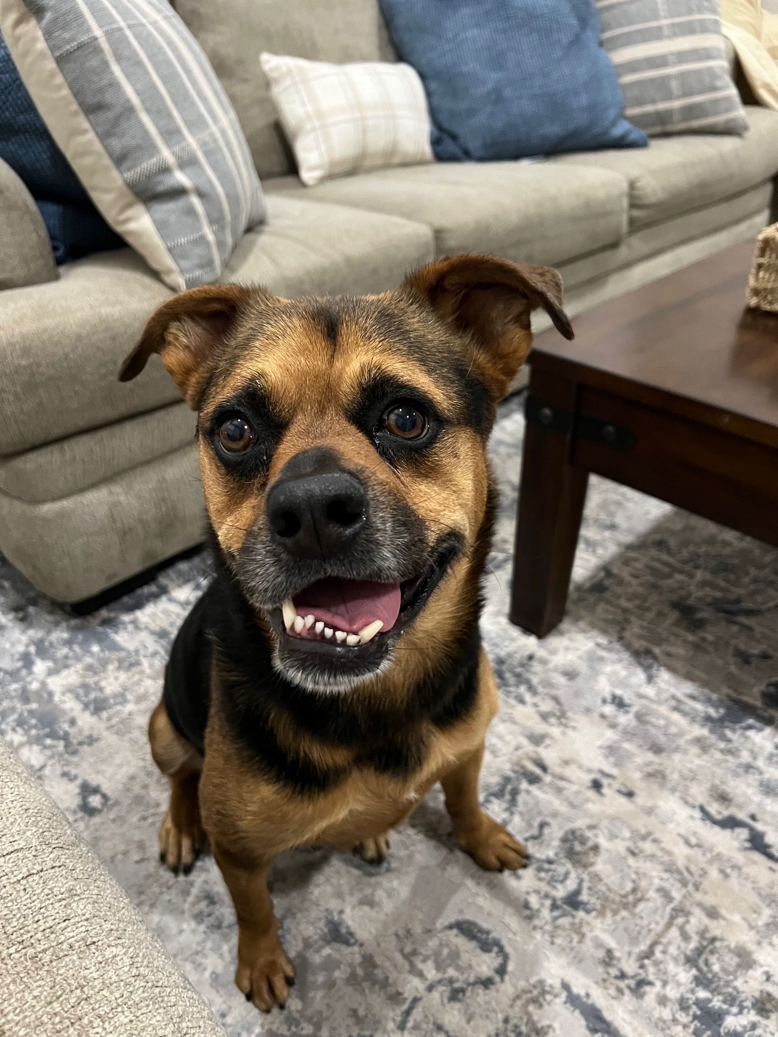 Baby Girl, an adoptable Pug, Rottweiler in Phoenix, AZ, 85017 | Photo Image 1