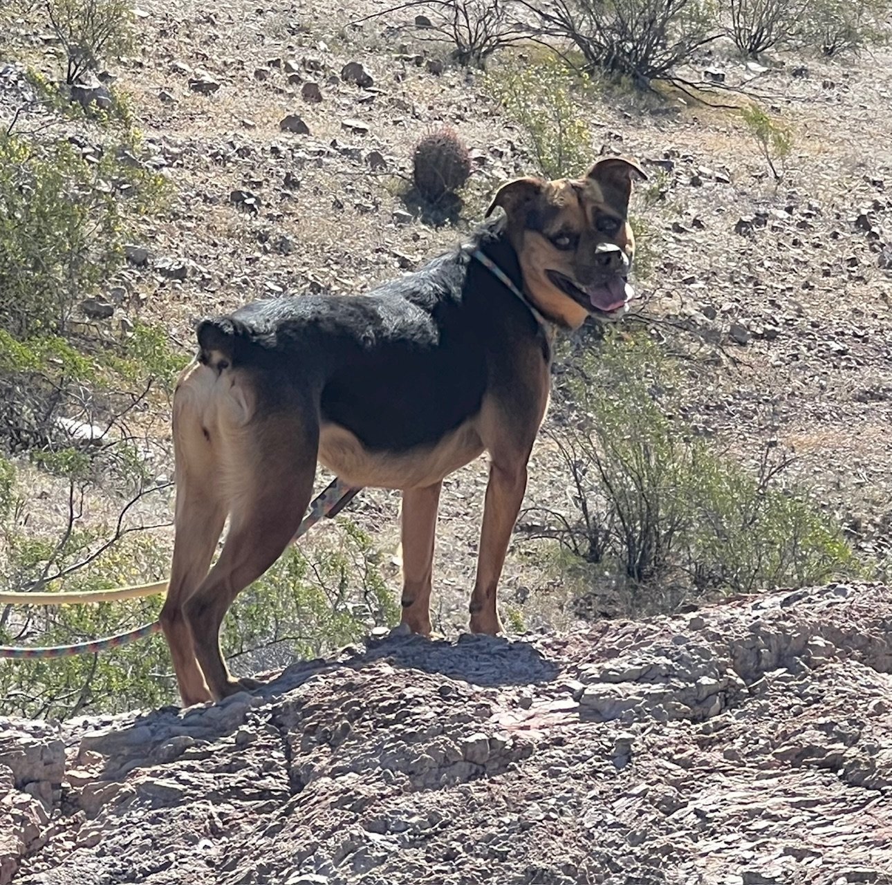 Baby Girl, an adoptable Rottweiler in Phoenix, AZ, 85017 | Photo Image 2