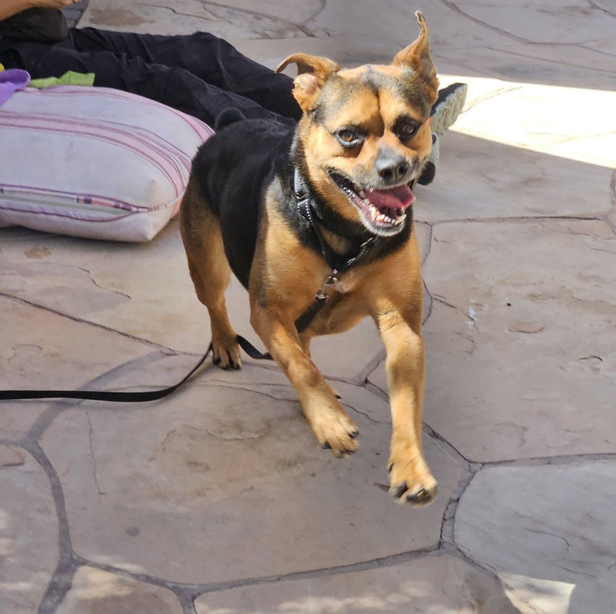 Baby Girl, an adoptable Rottweiler in Phoenix, AZ, 85017 | Photo Image 2